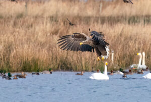 Havørn - Skjern Enge januar 2023
