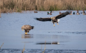 Havørn - Skjern Enge januar 2023