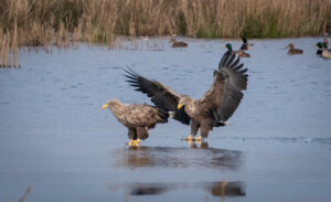Havørn - Skjern Enge januar 2023