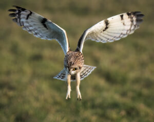 Mosehornugle - Værnengene februar 2023