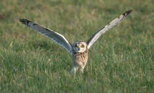 Mosehornugle - Værnengene februar 2023