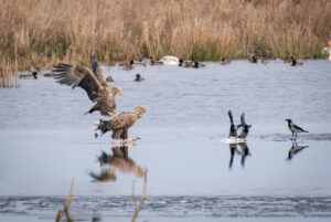 Havørn - Skjern Enge januar 2023
