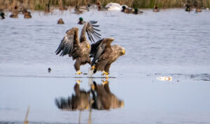 Havørn - Skjern Enge januar 2023