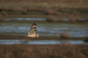 Mosehornugle - Værnengene februar 2023