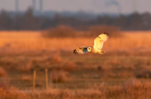 Mosehornugle - Værnengene februar 2023