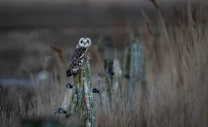 Mosehornugle - Værnengene primo marts 2022
