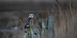 Mosehornugle - Værnengene primo marts 2022