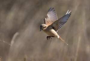 Rødrygget Tornskade - Harrild Hede maj 2023