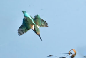 Isfugl - Skjern Enge 26. januar 2023