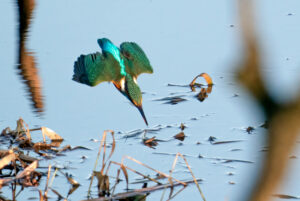Isfugl - Skjern Enge 26. januar 2023