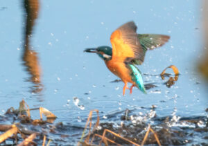 Isfugl - Skjern Enge 26. januar 2023