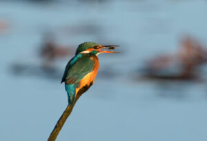 Isfugl - Skjern Enge 26. januar 2023