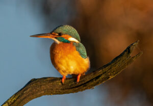 Isfugl - Skjern Enge 26. januar 2023