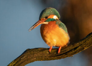 Isfugl - Skjern Enge 26. januar 2023