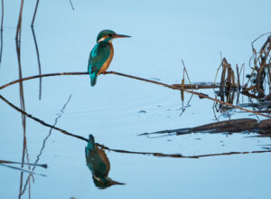 Isfugl - Skjern Enge 26. januar 2023