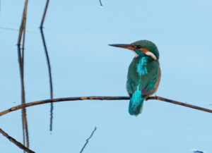 Isfugl - Skjern Enge 26. januar 2023