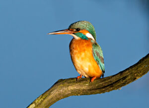 Isfugl - Skjern Enge 26. januar 2023