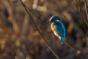 Isfugl - Skjern Enge 26. januar 2023