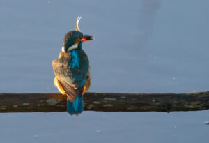 Isfugl - Skjern Enge 26. januar 2023