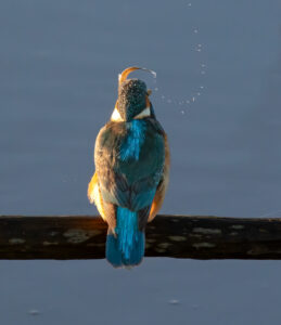 Isfugl - Skjern Enge 26. januar 2023