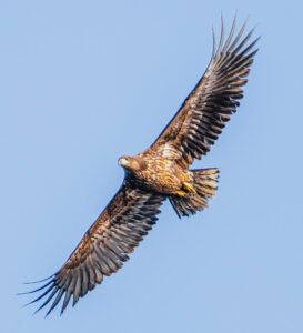 Havørn - Skjern Enge januar 2023