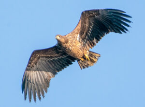 Havørn - Skjern Enge januar 2023