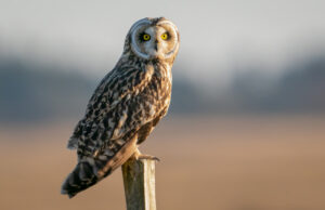 Mosehornugle - Værnengene primo marts 2022