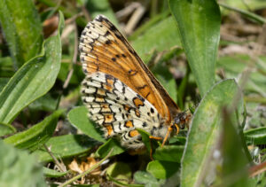 Okkergul Pletvinge - Løvbakkeskoven maj 2023