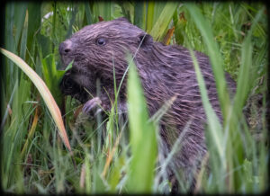 Bæver - Klosterheden forår2023