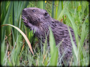 Bæver - Klosterheden forår2023