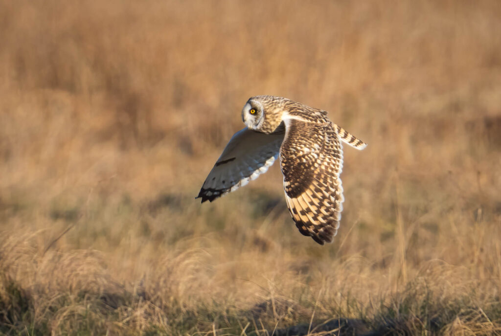 Mosehornugle - Vestlylland marts/april 2023