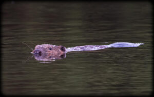 Bæver - Klosterheden forår2023