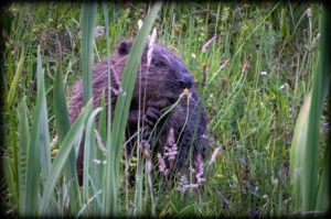 Bæver - Klosterheden forår2023