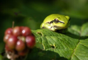 Løvfrø - Moesgaard august 2023