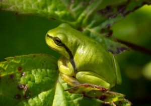 Løvfrø - Moesgaard august 2023