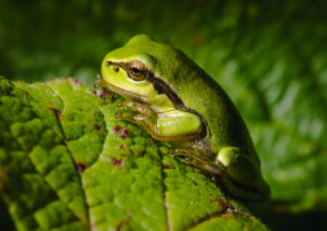 Løvfrø - Moesgaard august 2023