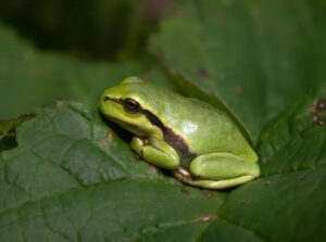 Løvfrø - Moesgaard august 2023