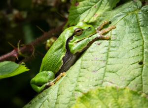 Løvfrø - Moesgaard august 2023