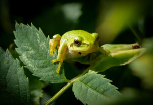 Løvfrø - Moesgaard august 2023