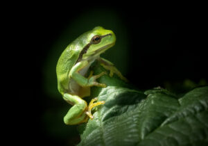 Løvfrø - Moesgaard august 2023