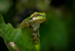 Løvfrø - Moesgaard august 2023