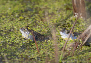 Spidssnudet Frø - Lille Vildmose april 2023