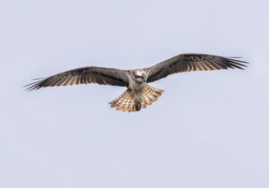 Fiskeørn - Hjarbæk Fjord august 2023