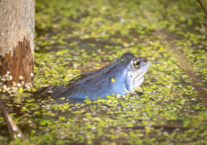 Spidssnudet Frø - Lille Vildmose april 2023