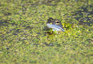 Spidssnudet Frø - Lille Vildmose april 2023