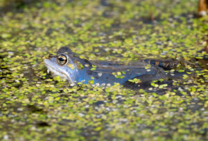 Spidssnudet Frø - Lille Vildmose april 2023