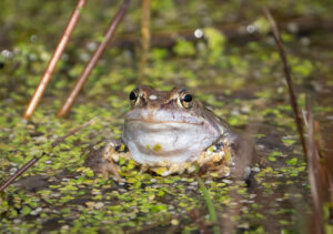 Spidssnudet Frø - Lille Vildmose april 2023