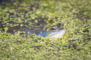 Spidssnudet Frø - Lille Vildmose april 2023