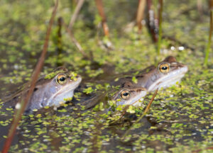 Spidssnudet Frø - Lille Vildmose april 2023