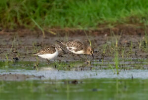 Bairdsryle - Værnengene september 2023